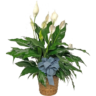 Peace Lily Plant from your local Clinton,TN florist, Knight's Flowers